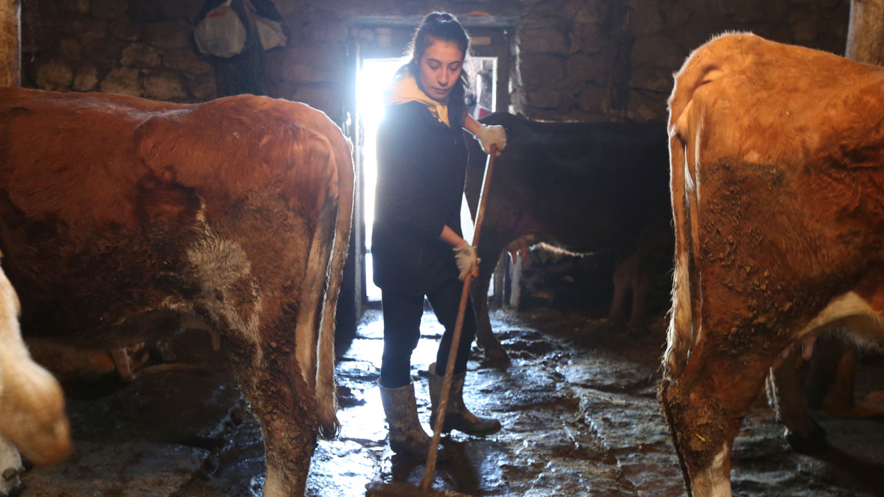 Foto - Sıfırdan süt işine başladı! 100 bin liralık hibe ile işini kurdu