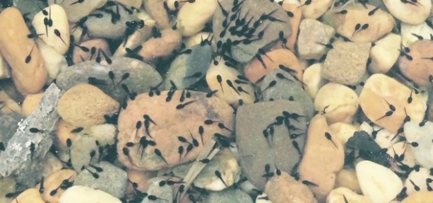 Foto - Sıfırdan yapay gölet inşa ettiler