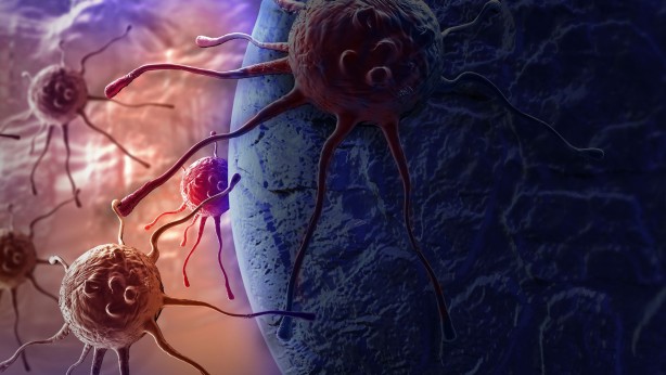 Foto - Sigara bıraktırıyor, strese, sindirime iyi geliyor, yaraları iyileştiriyor! Bu bitkinin faydaları saymakla bitmiyor...