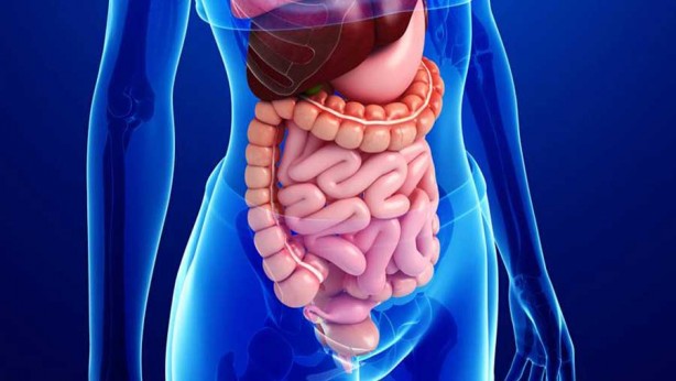 Foto - Sigara bıraktırıyor, strese, sindirime iyi geliyor, yaraları iyileştiriyor! Bu bitkinin faydaları saymakla bitmiyor...