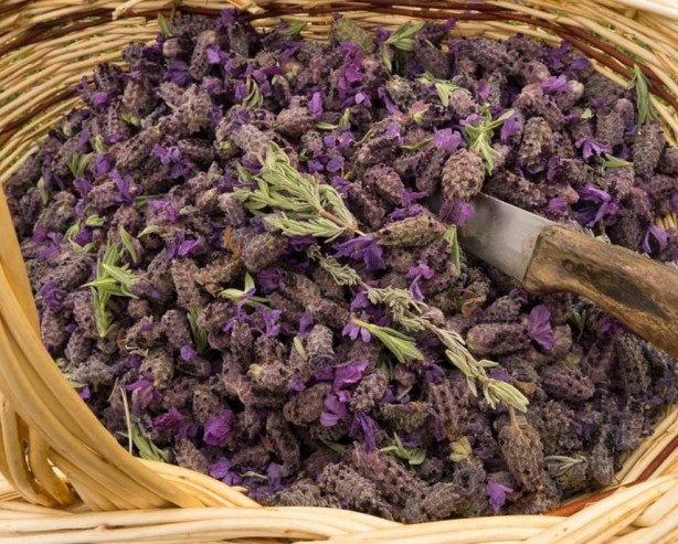 Sigara bıraktırıyor, strese, sindirime iyi geliyor, yaraları iyileştiriyor! Bu bitkinin faydaları saymakla bitmiyor...