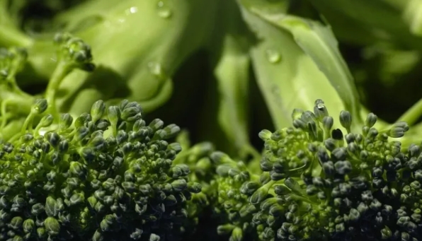 Foto - Sigara içenler dikkat! Akciğerleri tertemiz yapıyor