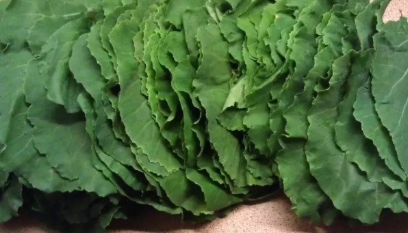 Foto - Sigara içenler dikkat! Akciğerleri tertemiz yapıyor