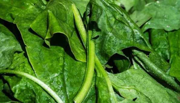 Foto - Sigara içenler dikkat! Akciğerleri tertemiz yapıyor