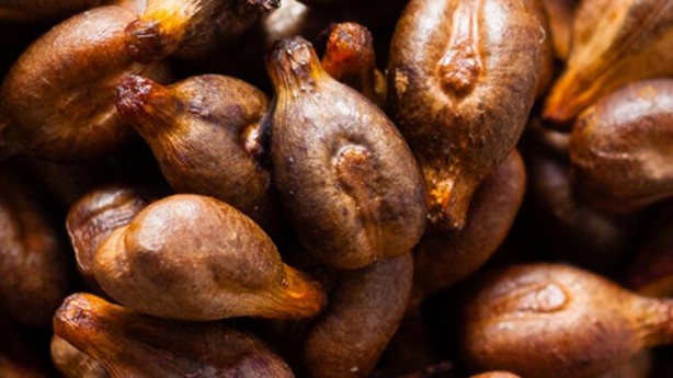 Foto - Sigara içenler dikkat! Günde 1 avuç tüketerek ciğerleri temizleyin