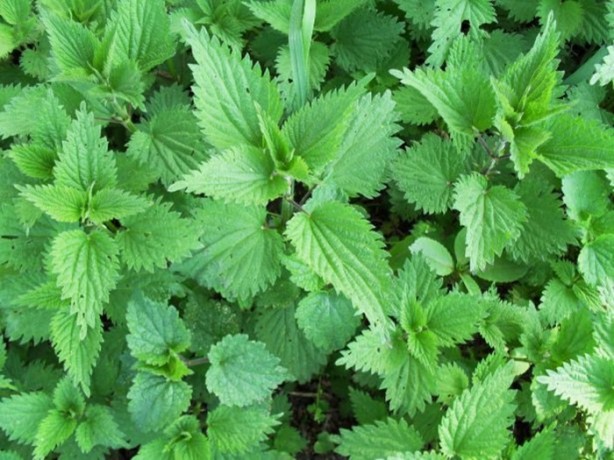 Foto - Sigaranın etkilerini temizleyen besinler