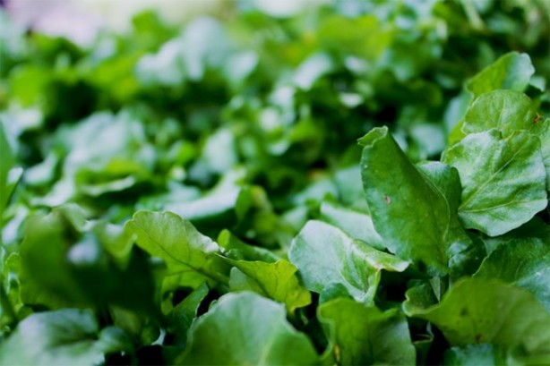 Sigaranın harap ettiği ciğerleri temizliyor! İşte muhteşem ot