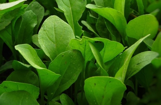 Foto - Sigaranın harap ettiği ciğerleri temizliyor! İşte muhteşem ot