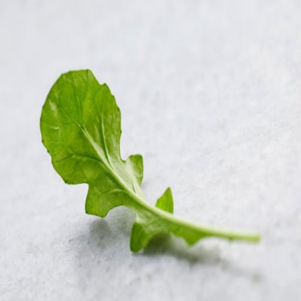 Foto - Sigaranın harap ettiği ciğerleri temizliyor! İşte muhteşem ot