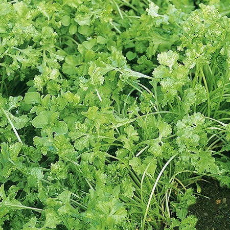 Foto - Sigaranın harap ettiği ciğerleri temizliyor! İşte muhteşem ot