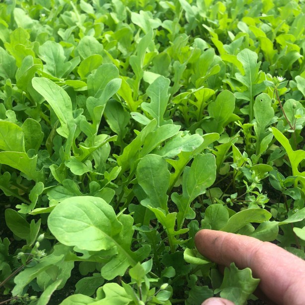 Foto - Sigaranın harap ettiği ciğerleri temizliyor! İşte muhteşem ot