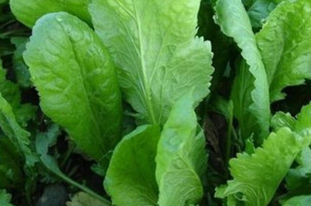 Foto - Sigaranın harap ettiği ciğerleri temizliyor! İşte muhteşem ot