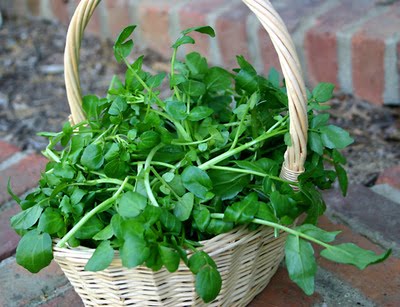 Foto - Sigaranın harap ettiği ciğerleri temizliyor! İşte muhteşem ot