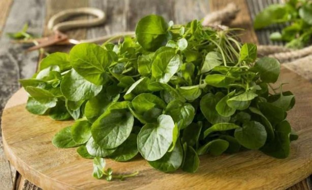 Foto - Sigaranın harap ettiği ciğerleri temizliyor! İşte muhteşem ot