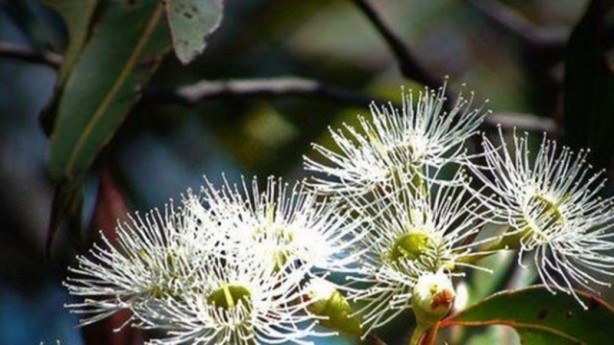 Foto - Sigarayı unutturan besinler