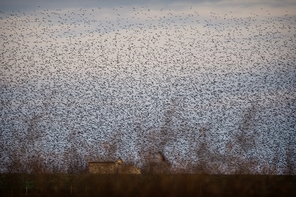 Foto - Sığırcıkların dansı mest etti