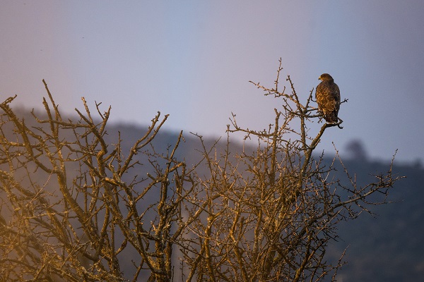 Foto - Sığırcıkların dansı mest etti
