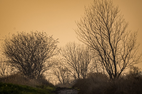 Foto - Sığırcıkların dansı mest etti