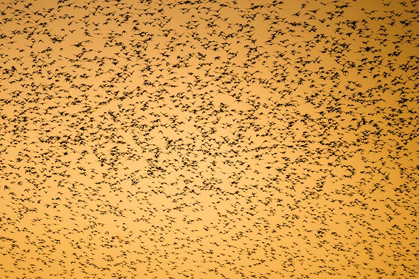 Foto - Sığırcıkların dansı mest etti