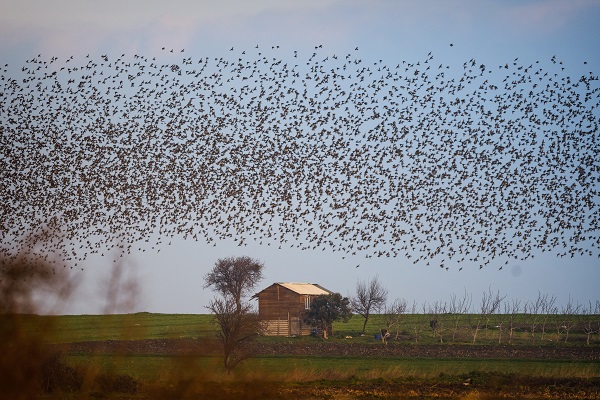 Foto - Sığırcıkların dansı mest etti