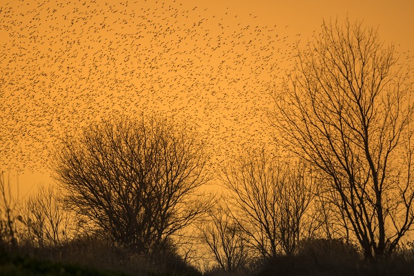 Foto - Sığırcıkların dansı mest etti