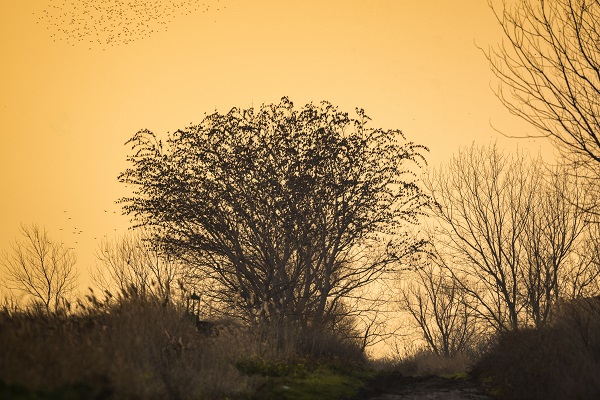 Foto - Sığırcıkların dansı mest etti
