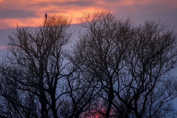 Foto - Sığırcıkların dansı mest etti