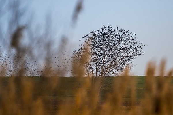 Foto - Sığırcıkların dansı mest etti