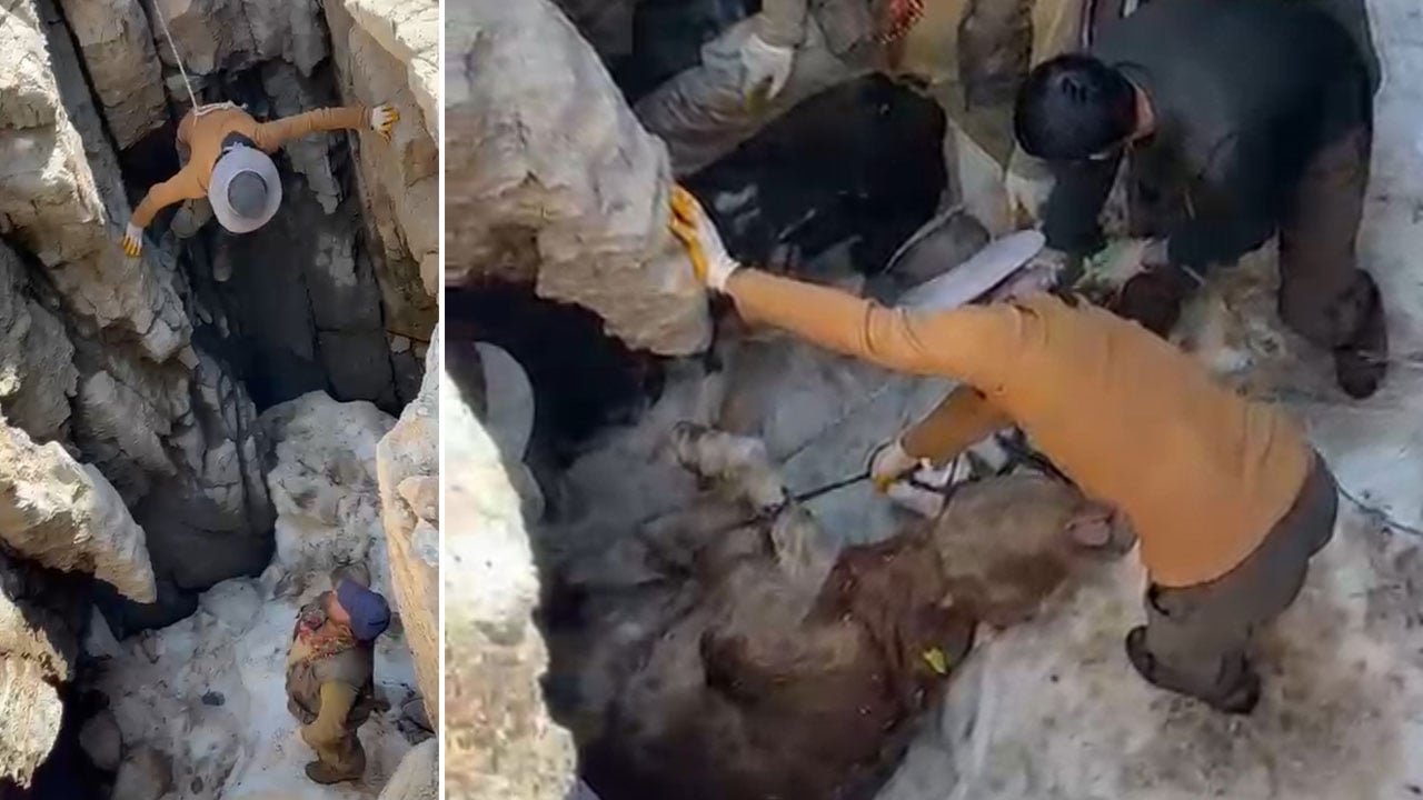 Sigortalı buzağı seferberliği! Ölüsünü uçurumdan tehlikeli bir operasyonla çıkardılar