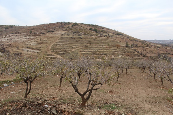Foto - Siirt'te çiftçiler kara kara düşünüyor