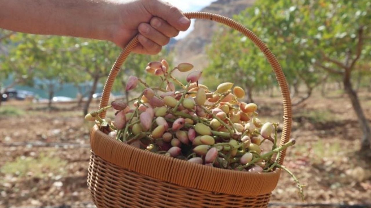 Foto - Siirt’te festival heyecanı: Fıstık, kültür ve doğa bir arada