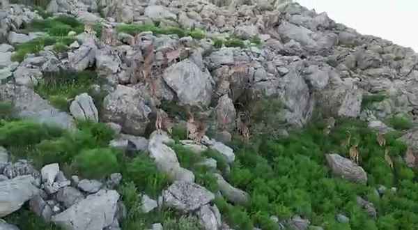 Foto - Silah sesleri yerini yaban keçilerine bıraktı