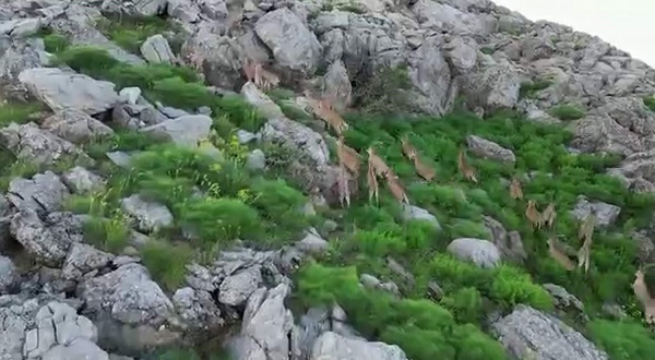 Foto - Silah sesleri yerini yaban keçilerine bıraktı