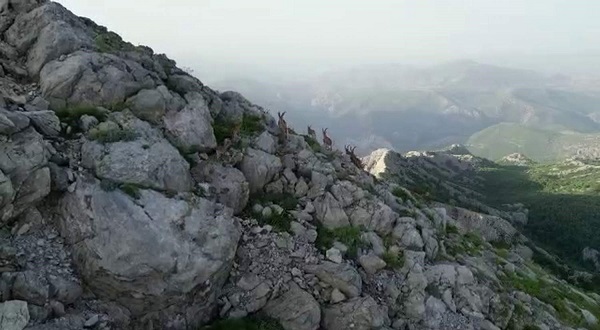 Foto - Silah sesleri yerini yaban keçilerine bıraktı