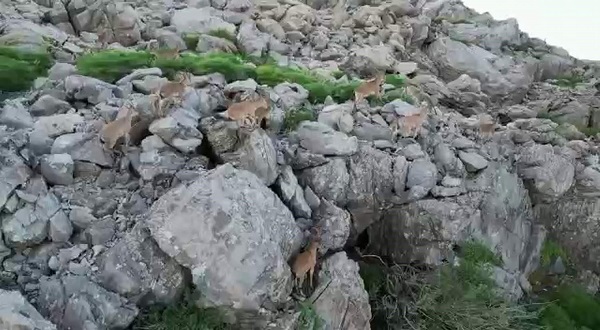 Silah sesleri yerini yaban keçilerine bıraktı