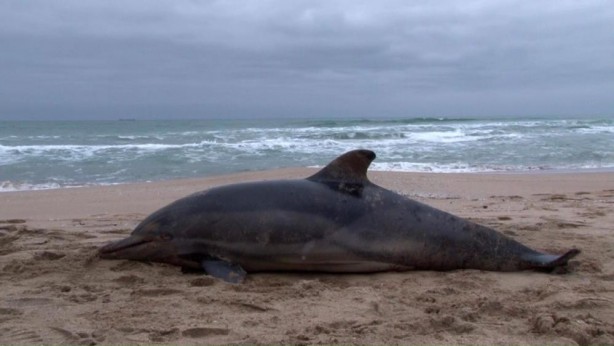 Şile'de üzücü olay