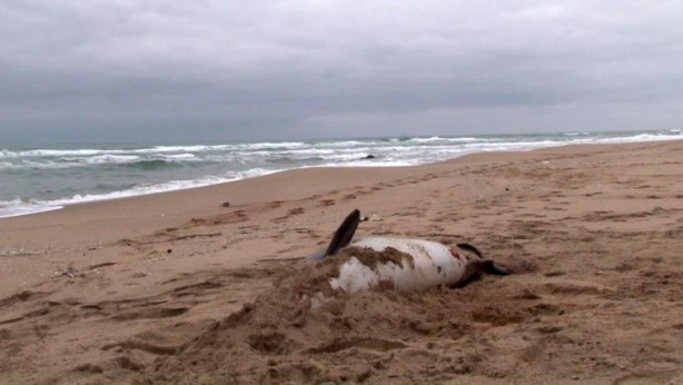 Foto - Şile'de üzücü olay