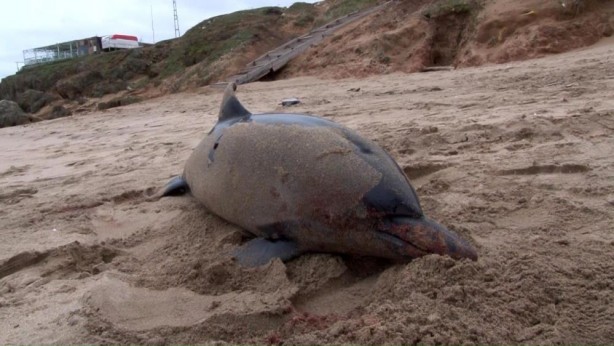 Foto - Şile'de üzücü olay
