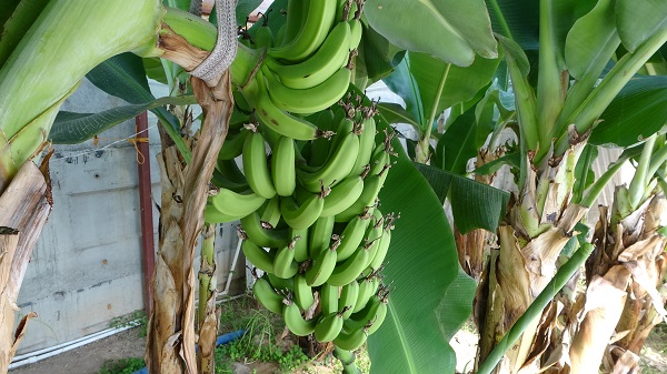 Foto - Şimdi herkes başarısını konuşuyor! Yapılamaz denileni yaptı