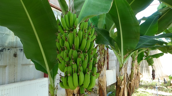 Foto - Şimdi herkes başarısını konuşuyor! Yapılamaz denileni yaptı