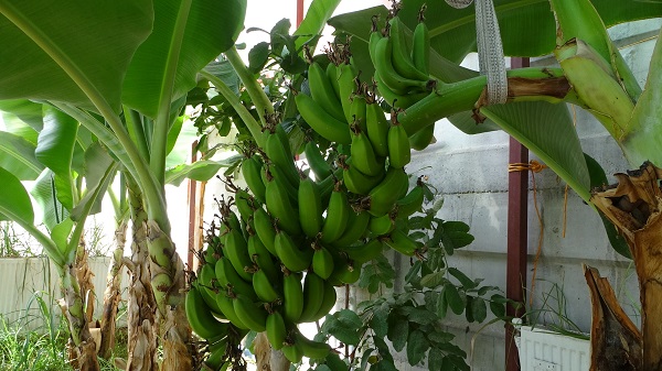 Foto - Şimdi herkes başarısını konuşuyor! Yapılamaz denileni yaptı