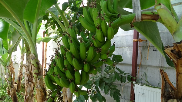 Foto - Şimdi herkes başarısını konuşuyor! Yapılamaz denileni yaptı
