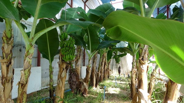 Foto - Şimdi herkes başarısını konuşuyor! Yapılamaz denileni yaptı