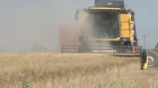 Foto - Şimdi ne olacak? Hububat rekoltesinde büyük tehlike