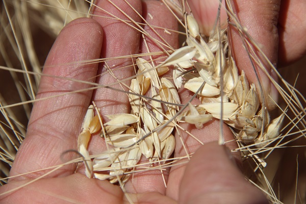 Foto - Şimdi ne olacak? Hububat rekoltesinde büyük tehlike