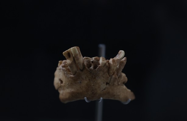 Foto - Şimdiye kadar bulunanların en eskisi! Bilim insanlarını şaşkına çeviren buluş