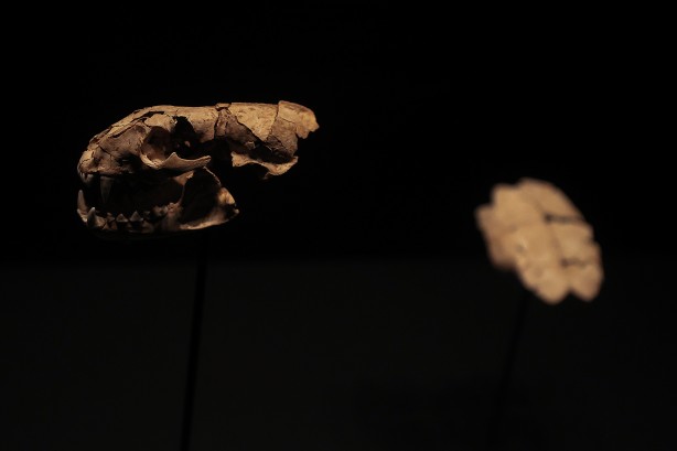 Foto - Şimdiye kadar bulunanların en eskisi! Bilim insanlarını şaşkına çeviren buluş