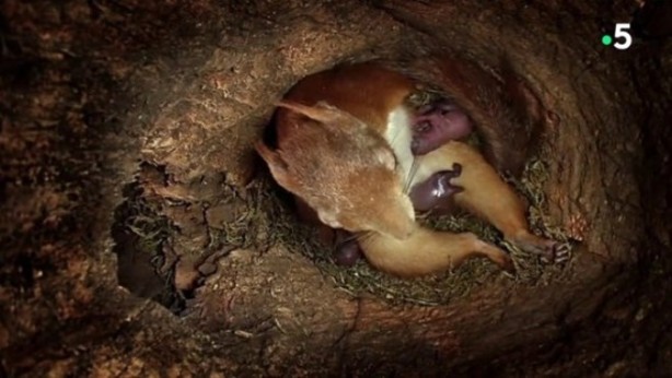Foto - Sincabın doğum yaptığı anlar kameraya yansıdı