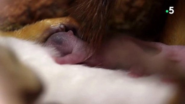 Foto - Sincabın doğum yaptığı anlar kameraya yansıdı