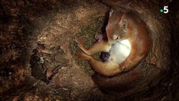 Foto - Sincabın doğum yaptığı anlar kameraya yansıdı